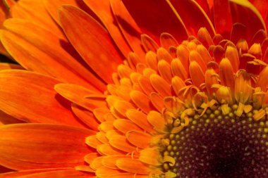 Makro manzaralı güzel renkli doğal bahar çiçekleri