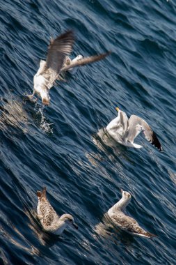 Denizin üzerinde uçan martılar