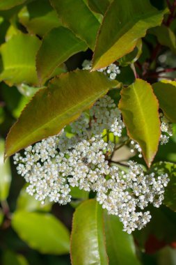 Güzel renkli doğal bahar çiçekleri bir doğa arka planıdır.