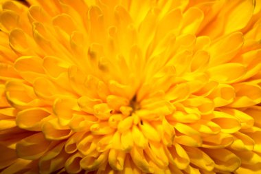 Makro manzaralı güzel renkli doğal bahar çiçekleri