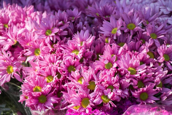 Gyönyörű Színes Természetes Tavaszi Virágok Mint Természet Háttere — Stock Fotó