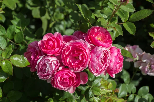Virágzó Gyönyörű Színes Rózsák Kertben Háttér — Stock Fotó