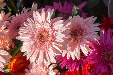 Makro manzaralı güzel renkli doğal bahar çiçekleri