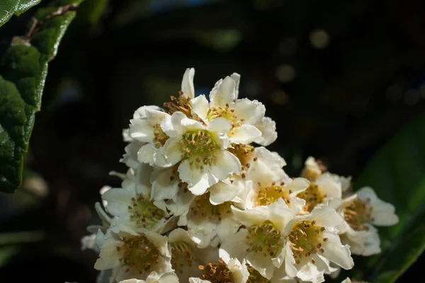 Schöne Bunte Natürliche Frühlingsblumen Als Hintergrund Der Natur — Stockfoto