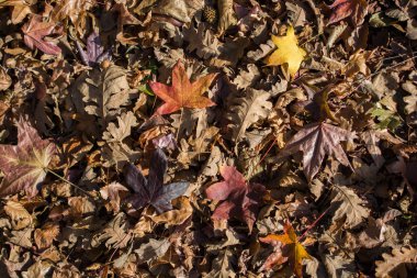 Sonbahar mevsiminin yapraklı desenli arka planı