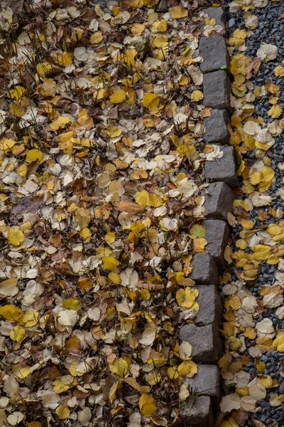 Strukturované Zázemí Podzimního Období Listy — Stock fotografie