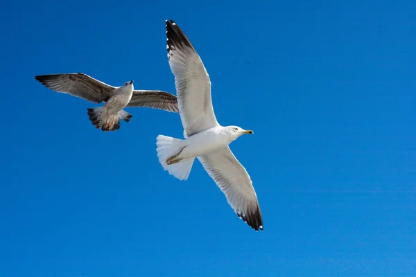 Pair Seagulls Flying Sky Background — Stock Photo, Image