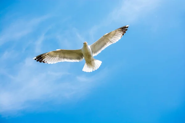 Single Seagull Flying Cloudy Sky Background — Stock Photo, Image