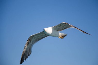 Arka plan olarak mavi gökyüzünde uçan tek bir martı.