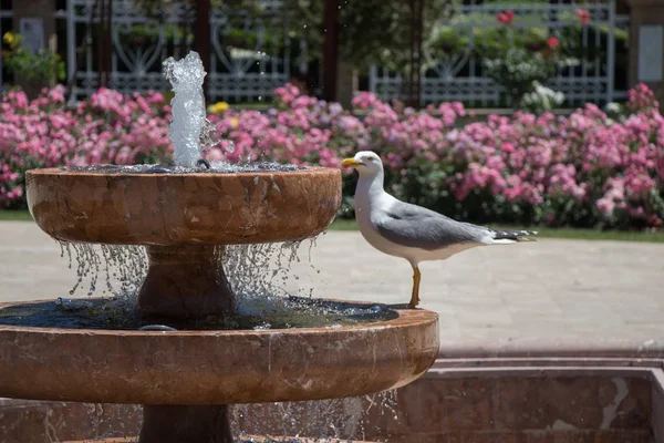 Gaviota Junto Fuente Jardín Rosas — Foto de Stock