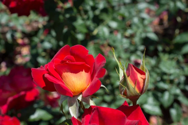 Hermosa Flor Rosa Colorida Fondo Del Jardín — Foto de Stock