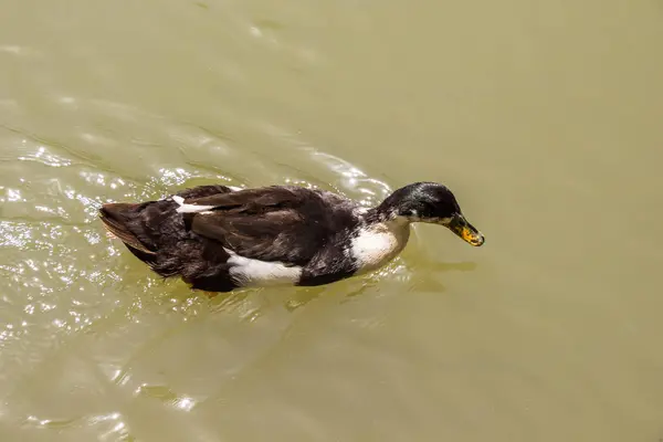 Lonely Duck Moving Waters Pond — Stock Photo, Image