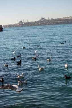 Uçan martılara yakın çekim
