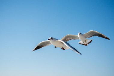 Gökyüzünde uçan bir çift martı.