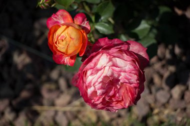 Bahçenin arka planında çiçek açan güzel renkli güller.