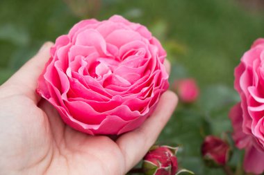 Bahçede gül tomurcuklanıyor.