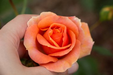 Renkli bir gül çiçeğini tutarken