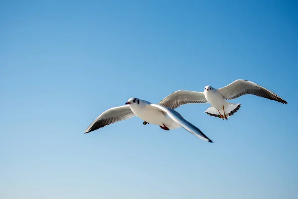 Paire Mouettes Volant Dans Ciel — Photo