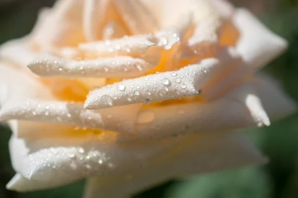 Красива Барвиста Троянда Краплями Води Ньому — стокове фото