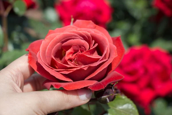 Mão Segurando Uma Flor Rosa Colorida — Fotografia de Stock