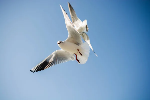 Closeup Seagulls Flying — Stock Photo, Image
