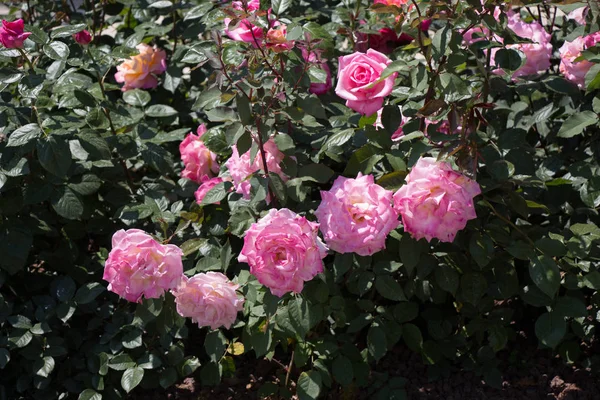 Kwitnące Piękne Kolorowe Róże Tle Ogrodu — Zdjęcie stockowe