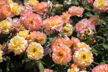 Bahçenin arka planında çiçek açan güzel renkli güller.