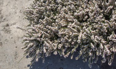 Arka plan olarak güzel taze çiçekler