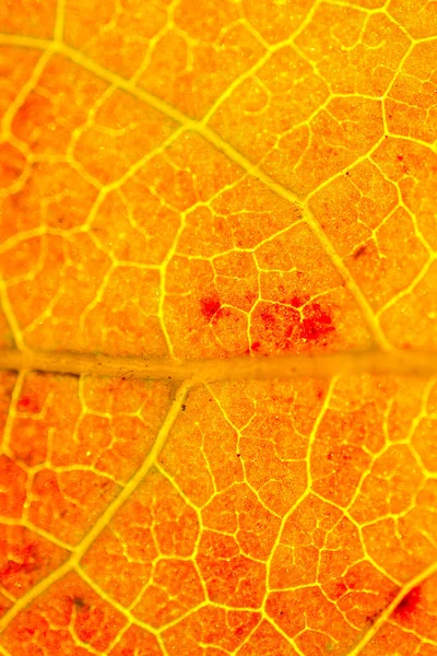 Один Отдельный Сухой Лист Осенних Времен Макропредставлении — стоковое фото