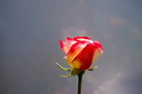 Hermosa Flor Rosa Colorida Fondo Del Jardín — Foto de Stock