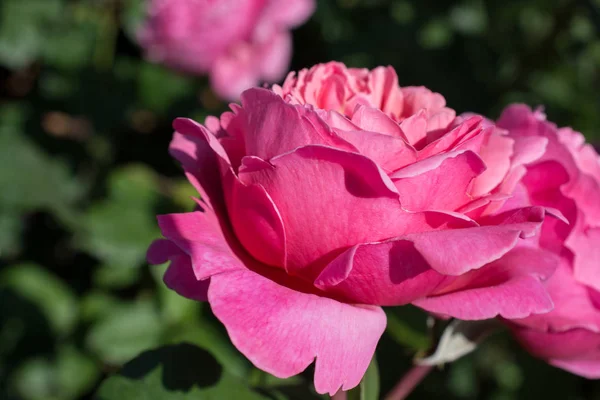 Primer Plano Del Rosal Floreciente — Foto de Stock