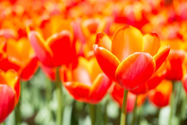 Flores Tulipán Floreciendo Primavera — Foto de Stock