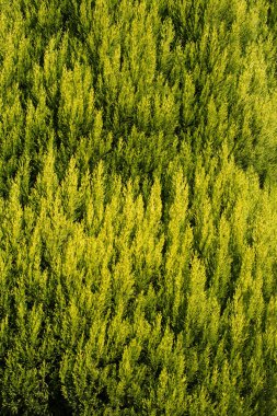 Ağacın bir parçası ve doğal bir arkaplan dokusu olarak yapraklar