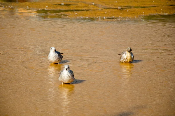 Seagulls Rest Ground Muddy Waters — Stock Photo, Image
