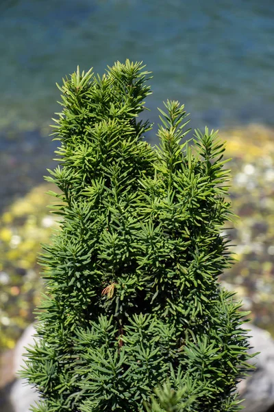 Ungt Träd Blommar Blommor Trädgård — Stockfoto