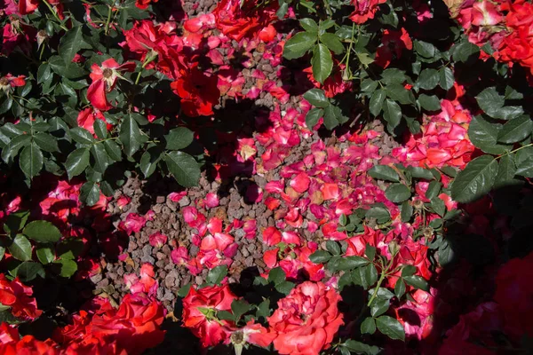 Beautiful Colorful Roses Bloom Garden — Stock Photo, Image