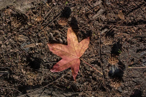 Una Hoja Seca Separada Los Tiempos Otoño — Foto de Stock