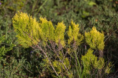 Arkaplan olarak yeşil ağaç yaprakları