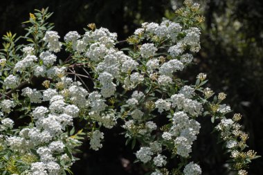 Arka plan olarak güzel taze çiçekler