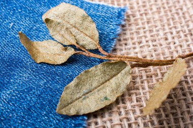 Kot tuvalinde kuru yeşil yapraklar