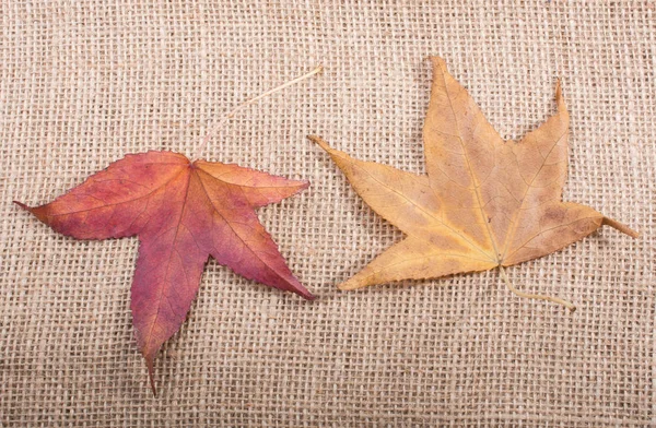亚麻布帆布上的干秋叶 — 图库照片