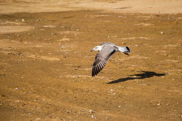 Möwe Auf Dem Boden Mit Brauner Erde — Stockfoto