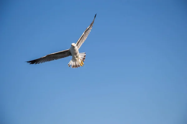 背景として青い空を飛ぶ一羽のカモメ — ストック写真