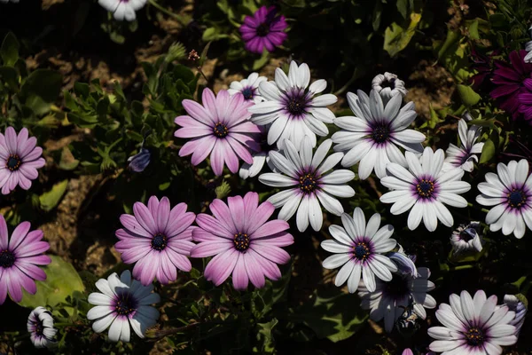 Lindas Flores Frescas Como Pano Fundo — Fotografia de Stock