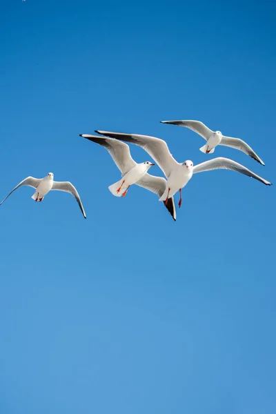 Seagulls Flying Sky Background — Stock Photo, Image