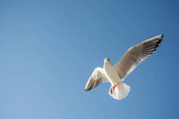 Single Seagull Flying Blue Sky Background — Stock Photo, Image