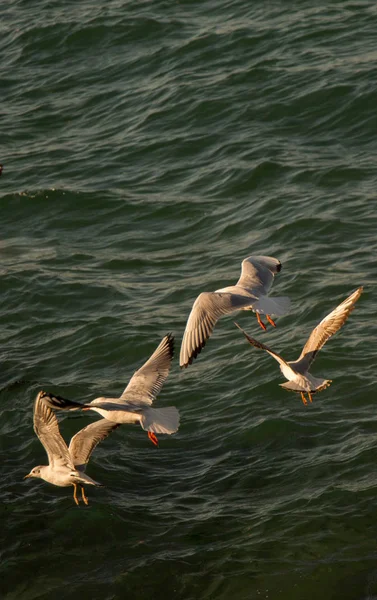 Gaivotas Voando Céu Sobre Mar — Fotografia de Stock