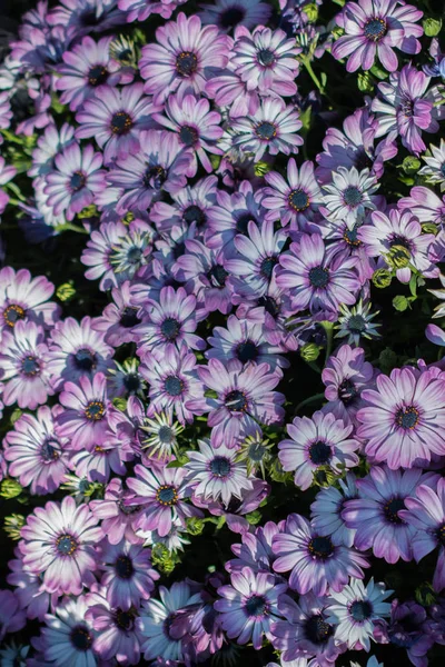 Квітучі Весняні Квіти Барвистий Фон — стокове фото