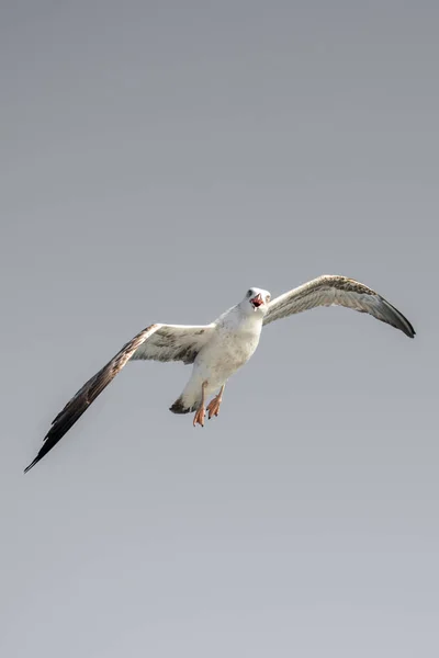 Eine Einzige Möwe Fliegt Einem Blauen Himmel Hintergrund — Stockfoto