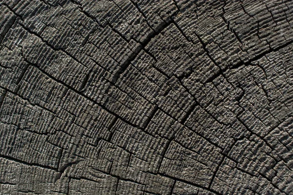 Baumstammoberfläche als Hintergrund — Stockfoto